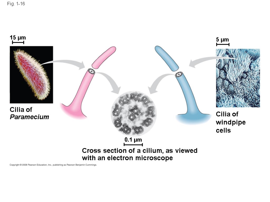 Fig. 1-16 Cilia of Paramecium Cross section of a cilium, as viewed with an